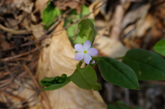 Trigonotis radicans sericea