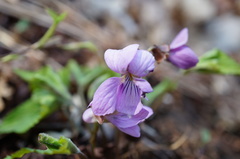 Viola rossii
