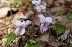 Viola rossii