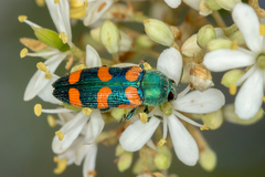 Castiarina vegeta