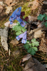 Corydalis humilis