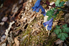 Corydalis humilis