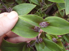 Tradescantia cerinthoides