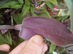 Tradescantia cerinthoides