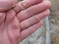 Eragrostis trichodes