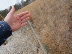 Eragrostis trichodes