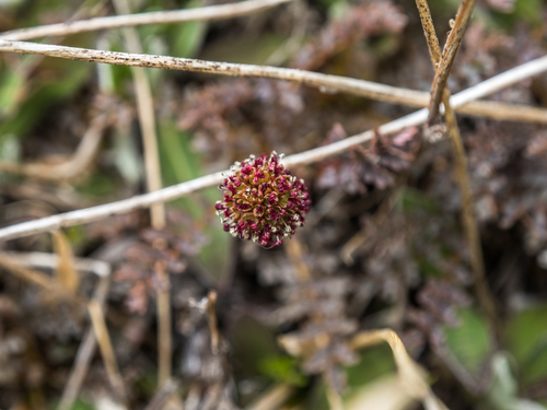 Acaena saccaticupula (Acaena saccaticupula)