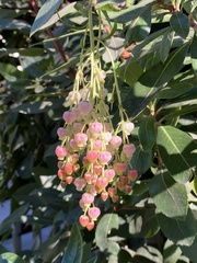 Arbutus