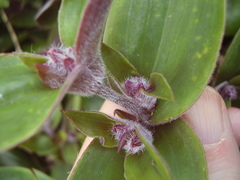 Tradescantia cerinthoides