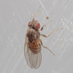 Drosophila melanica