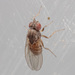 Drosophila melanica - Photo (c) Victor Engel, some rights reserved (CC BY), uploaded by Victor Engel