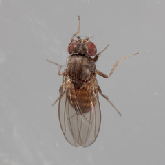 Drosophila melanica