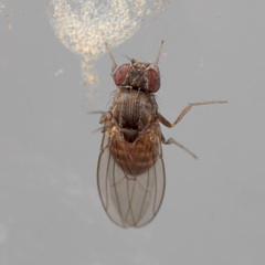 Drosophila melanica