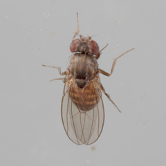 Drosophila melanica