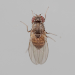 Drosophila melanica