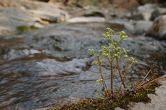 Chrysosplenium flagelliferum