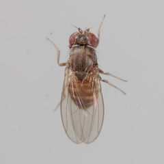 Drosophila melanica