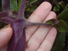 Tradescantia cerinthoides