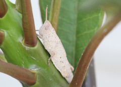 Orthoptera