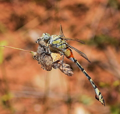 Lindenia tetraphylla