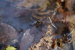 Gerris gracilicornis