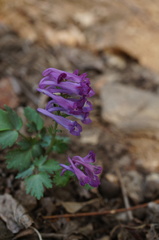 Corydalis turtschaninovii
