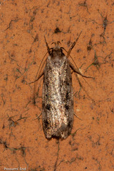 Barea exarcha