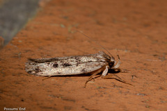 Barea exarcha