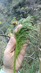 Trisetum virletii