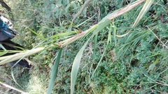 Trisetum virletii