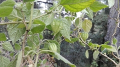 Physalis coztomatl