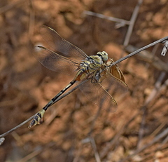 Lindenia tetraphylla