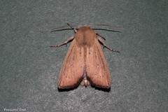 Ichneutica blenheimensis