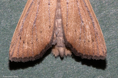 Ichneutica blenheimensis