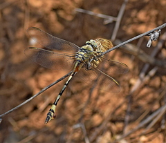 Lindenia tetraphylla