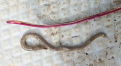 Uropeltidae