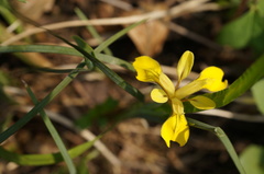 Iris minutoaurea