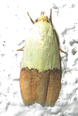 Odites natalensis