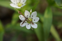 Stenoptilodes taprobanes