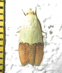 Odites natalensis