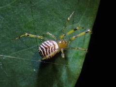 Theridion zonulatum
