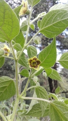 Physalis coztomatl