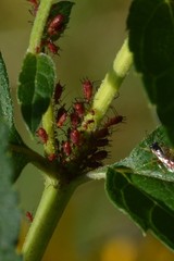 Uroleucon obscuricaudatum