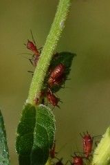 Uroleucon obscuricaudatum