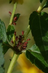 Uroleucon obscuricaudatum