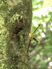 Aurotipula clara