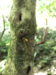 Aurotipula clara