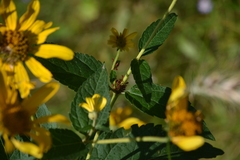 Uroleucon obscuricaudatum