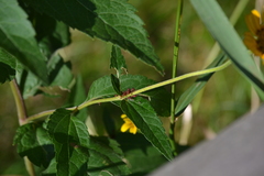 Uroleucon obscuricaudatum