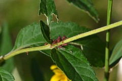 Uroleucon obscuricaudatum